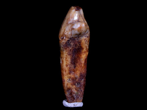1.6" Extinct Cave Bear Ursus Spelaeus Incisor Tooth Rooted Pleistocene Age COA, Stand - Fossil Age Minerals