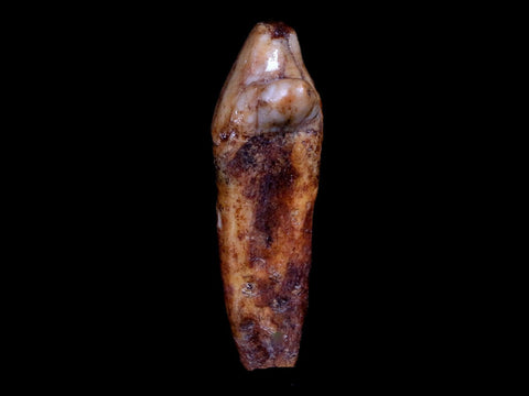 1.6" Extinct Cave Bear Ursus Spelaeus Incisor Tooth Rooted Pleistocene Age COA, Stand - Fossil Age Minerals