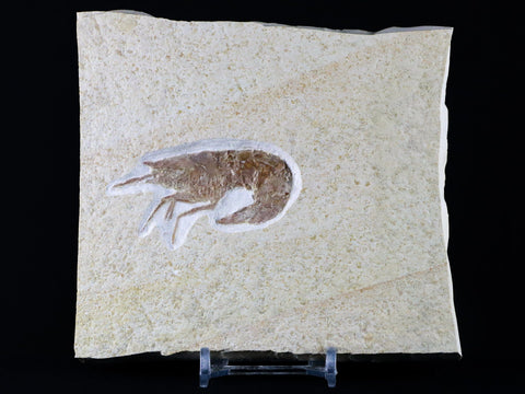 2.3" Aeger Spinipes Fossil Shrimp Upper Jurassic Age Solnhofen FM Germany Stand - Fossil Age Minerals