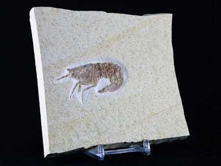 2.3" Aeger Spinipes Fossil Shrimp Upper Jurassic Age Solnhofen FM Germany Stand