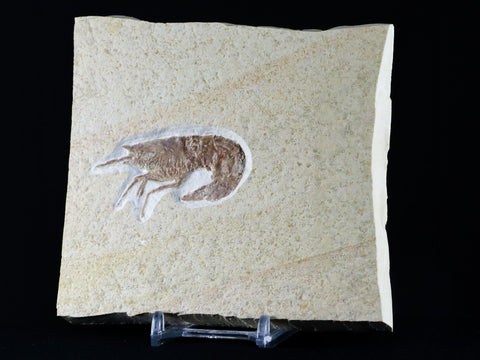 2.3" Aeger Spinipes Fossil Shrimp Upper Jurassic Age Solnhofen FM Germany Stand - Fossil Age Minerals