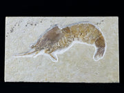 2.4" Aeger Spinipes Fossil Shrimp Upper Jurassic Age Solnhofen FM Germany Stand