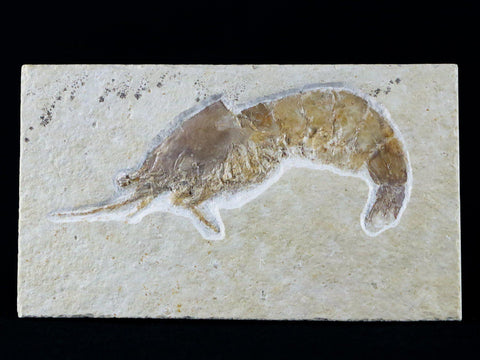 2.4" Aeger Spinipes Fossil Shrimp Upper Jurassic Age Solnhofen FM Germany Stand - Fossil Age Minerals