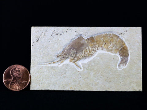 2.4" Aeger Spinipes Fossil Shrimp Upper Jurassic Age Solnhofen FM Germany Stand - Fossil Age Minerals