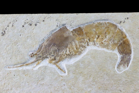 2.4" Aeger Spinipes Fossil Shrimp Upper Jurassic Age Solnhofen FM Germany Stand - Fossil Age Minerals