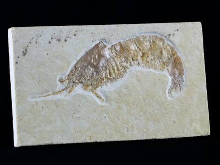 2.4" Aeger Spinipes Fossil Shrimp Upper Jurassic Age Solnhofen FM Germany Stand