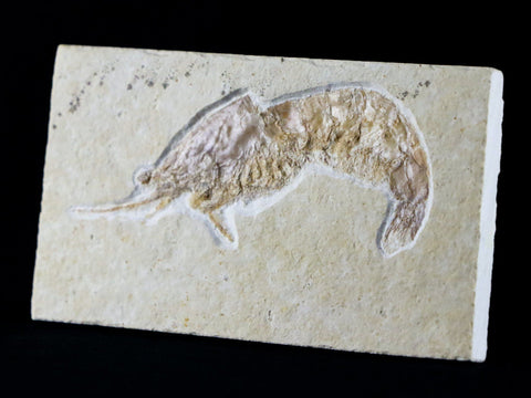 2.4" Aeger Spinipes Fossil Shrimp Upper Jurassic Age Solnhofen FM Germany Stand - Fossil Age Minerals