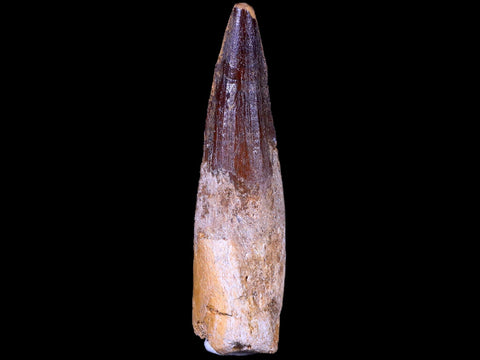 XL 3.3" Spinosaurus Fossil Tooth 100 Mil Yrs Old Cretaceous Dinosaur COA & Stand - Fossil Age Minerals