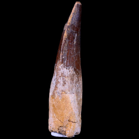 XL 3.3" Spinosaurus Fossil Tooth 100 Mil Yrs Old Cretaceous Dinosaur COA & Stand - Fossil Age Minerals