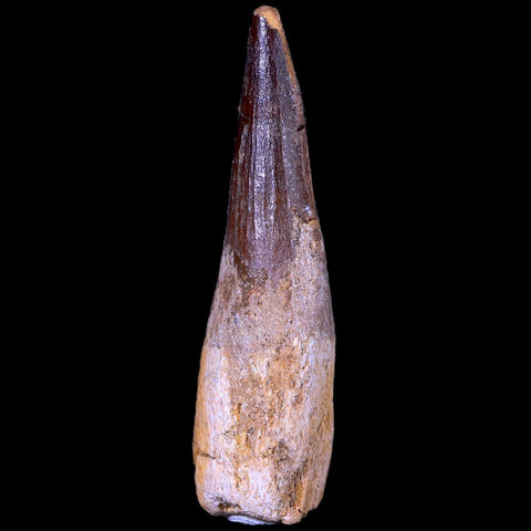 XL 3.3" Spinosaurus Fossil Tooth 100 Mil Yrs Old Cretaceous Dinosaur COA & Stand - Fossil Age Minerals