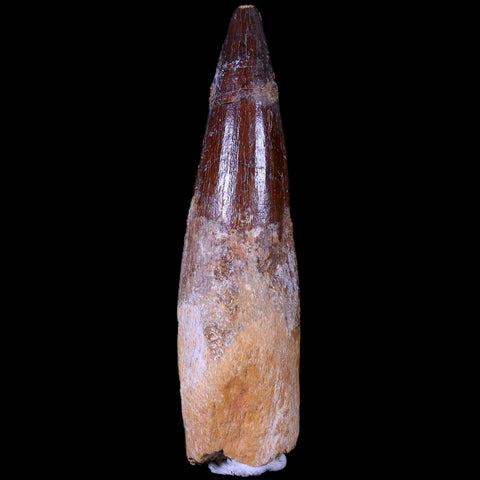 XL 3.3" Spinosaurus Fossil Tooth 100 Mil Yrs Old Cretaceous Dinosaur COA & Stand - Fossil Age Minerals