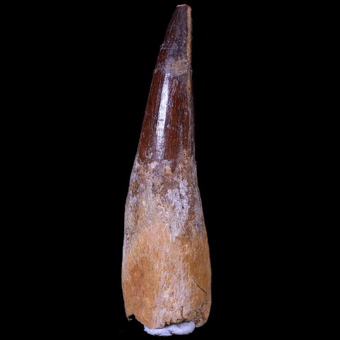 XL 3.3" Spinosaurus Fossil Tooth 100 Mil Yrs Old Cretaceous Dinosaur COA & Stand - Fossil Age Minerals