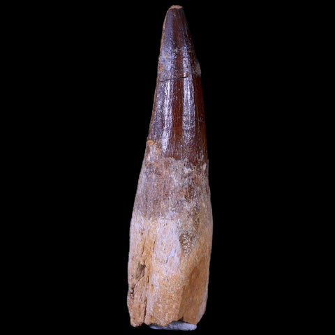XL 3.3" Spinosaurus Fossil Tooth 100 Mil Yrs Old Cretaceous Dinosaur COA & Stand - Fossil Age Minerals
