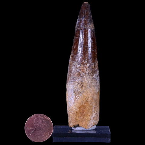XL 3.3" Spinosaurus Fossil Tooth 100 Mil Yrs Old Cretaceous Dinosaur COA & Stand - Fossil Age Minerals