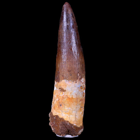 XL 3.4" Spinosaurus Fossil Tooth 100 Mil Yrs Old Cretaceous Dinosaur COA & Stand - Fossil Age Minerals
