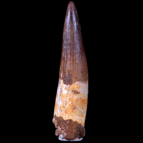 XL 3.4" Spinosaurus Fossil Tooth 100 Mil Yrs Old Cretaceous Dinosaur COA & Stand - Fossil Age Minerals