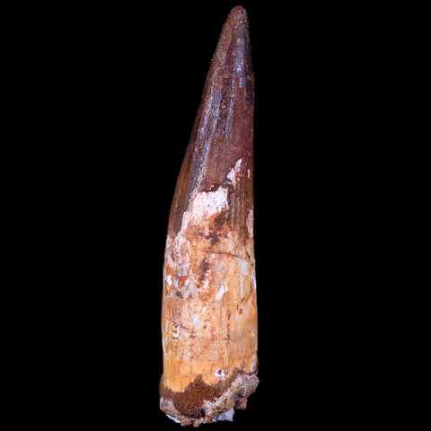 XL 3.4" Spinosaurus Fossil Tooth 100 Mil Yrs Old Cretaceous Dinosaur COA & Stand - Fossil Age Minerals