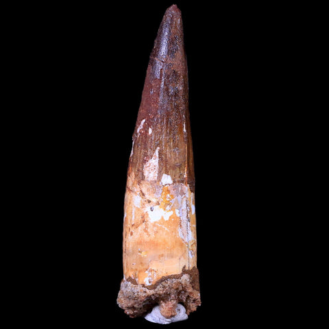 XL 3.4" Spinosaurus Fossil Tooth 100 Mil Yrs Old Cretaceous Dinosaur COA & Stand - Fossil Age Minerals