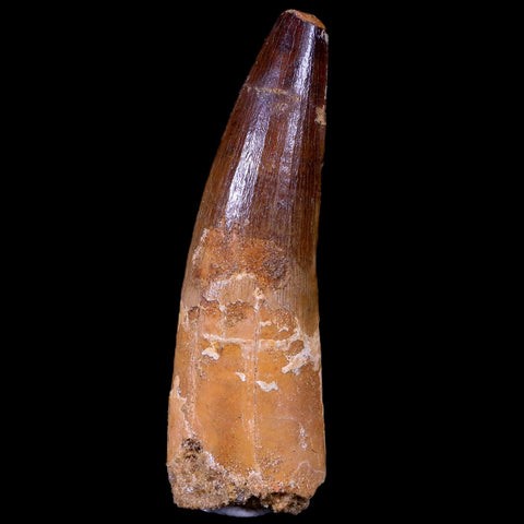 XL 3.3" Spinosaurus Fossil Tooth 100 Mil Yrs Old Cretaceous Dinosaur COA & Stand - Fossil Age Minerals