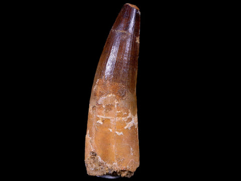 XL 3.3" Spinosaurus Fossil Tooth 100 Mil Yrs Old Cretaceous Dinosaur COA & Stand - Fossil Age Minerals