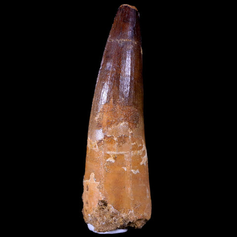 XL 3.3" Spinosaurus Fossil Tooth 100 Mil Yrs Old Cretaceous Dinosaur COA & Stand - Fossil Age Minerals