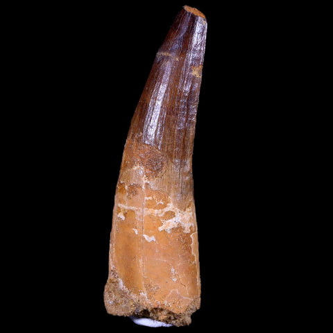 XL 3.3" Spinosaurus Fossil Tooth 100 Mil Yrs Old Cretaceous Dinosaur COA & Stand - Fossil Age Minerals