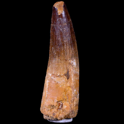 XL 3.3" Spinosaurus Fossil Tooth 100 Mil Yrs Old Cretaceous Dinosaur COA & Stand - Fossil Age Minerals