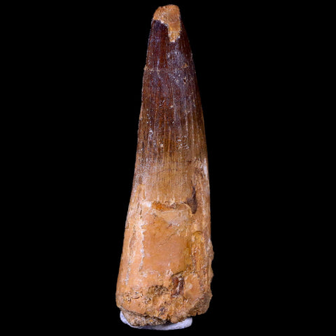 XL 3.3" Spinosaurus Fossil Tooth 100 Mil Yrs Old Cretaceous Dinosaur COA & Stand - Fossil Age Minerals