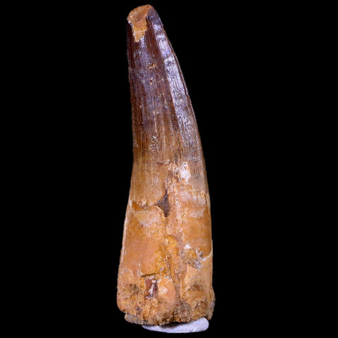 XL 3.3" Spinosaurus Fossil Tooth 100 Mil Yrs Old Cretaceous Dinosaur COA & Stand - Fossil Age Minerals