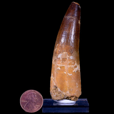 XL 3.3" Spinosaurus Fossil Tooth 100 Mil Yrs Old Cretaceous Dinosaur COA & Stand - Fossil Age Minerals