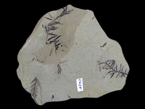 3.9" Detailed Fossil Plant Leafs Metasequoia Dawn Redwood Oligocene Age MT COA - Fossil Age Minerals