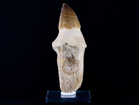 XL 4.1" Mosasaur Prognathodon Fossil Tooth Root Cretaceous Dinosaur Era COA, Stand