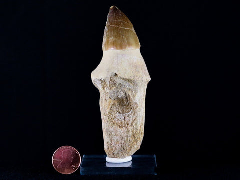 XL 4.1" Mosasaur Prognathodon Fossil Tooth Root Cretaceous Dinosaur Era COA, Stand - Fossil Age Minerals