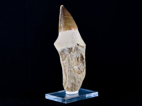 XL 4.1" Mosasaur Prognathodon Fossil Tooth Root Cretaceous Dinosaur Era COA, Stand - Fossil Age Minerals