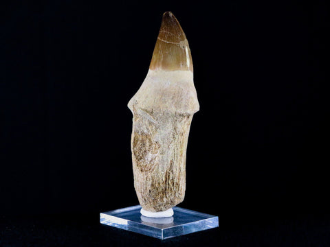 XL 4.1" Mosasaur Prognathodon Fossil Tooth Root Cretaceous Dinosaur Era COA, Stand - Fossil Age Minerals