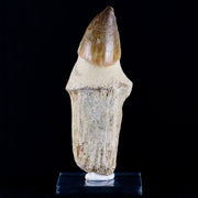 XL 4.1" Mosasaur Prognathodon Fossil Tooth Root Cretaceous Dinosaur Era COA, Stand