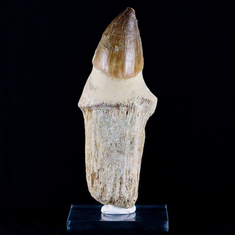 XL 4.1" Mosasaur Prognathodon Fossil Tooth Root Cretaceous Dinosaur Era COA, Stand - Fossil Age Minerals