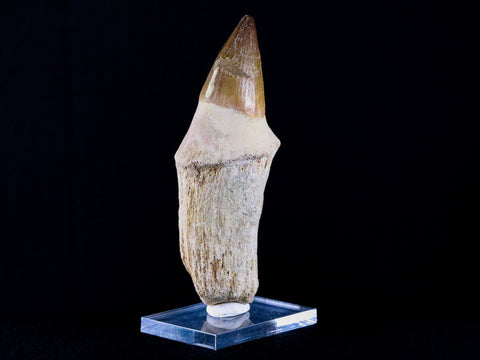 XL 4.1" Mosasaur Prognathodon Fossil Tooth Root Cretaceous Dinosaur Era COA, Stand - Fossil Age Minerals