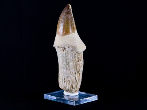 XL 4.1" Mosasaur Prognathodon Fossil Tooth Root Cretaceous Dinosaur Era COA, Stand - Fossil Age Minerals