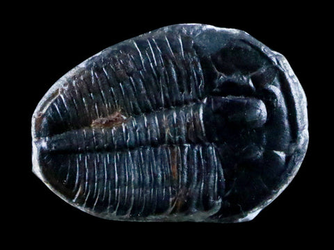 1.1" Elrathia Kingi Trilobite Fossil Utah Cambrian Age 521 Million Years Old COA - Fossil Age Minerals