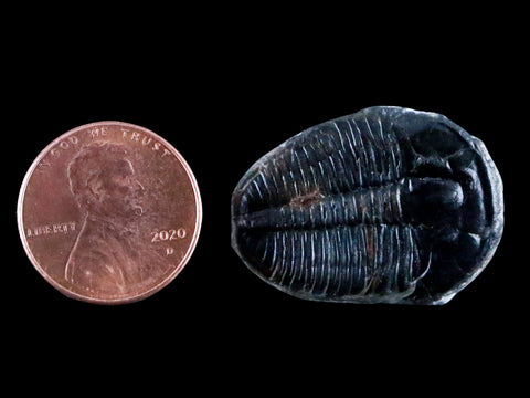 1.1" Elrathia Kingi Trilobite Fossil Utah Cambrian Age 521 Million Years Old COA - Fossil Age Minerals