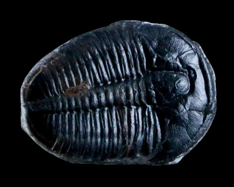 1.1" Elrathia Kingi Trilobite Fossil Utah Cambrian Age 521 Million Years Old COA - Fossil Age Minerals