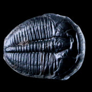 1.1" Elrathia Kingi Trilobite Fossil Utah Cambrian Age 521 Million Years Old COA