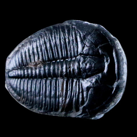 1.1" Elrathia Kingi Trilobite Fossil Utah Cambrian Age 521 Million Years Old COA - Fossil Age Minerals