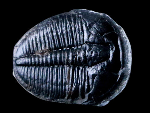 1.1" Elrathia Kingi Trilobite Fossil Utah Cambrian Age 521 Million Years Old COA - Fossil Age Minerals