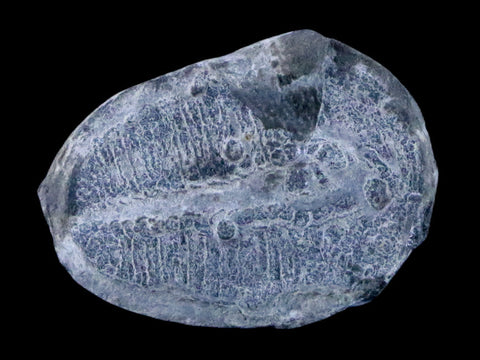 1.1" Elrathia Kingi Trilobite Fossil Utah Cambrian Age 521 Million Years Old COA - Fossil Age Minerals