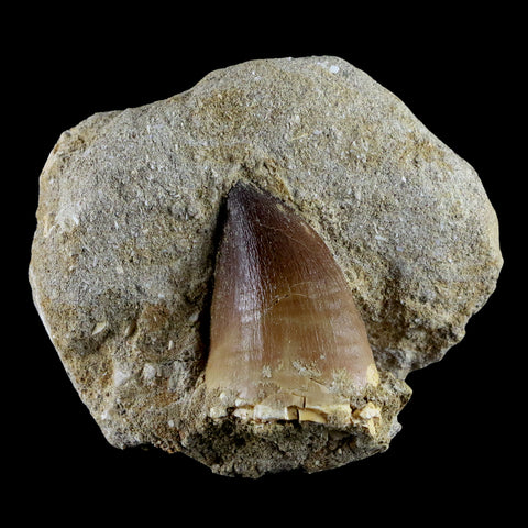 XL 2" Mosasaur Prognathodon Fossil Tooth In Matrix Cretaceous Dinosaur Era COA - Fossil Age Minerals