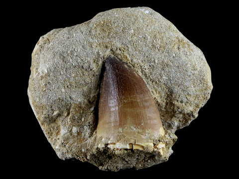 XL 2" Mosasaur Prognathodon Fossil Tooth In Matrix Cretaceous Dinosaur Era COA - Fossil Age Minerals