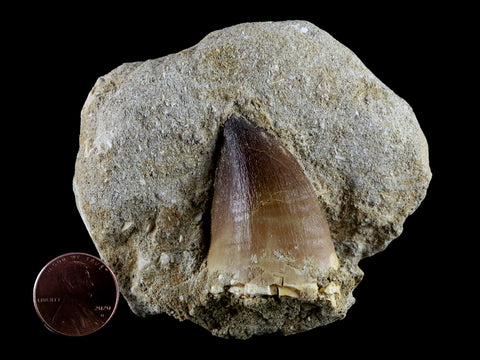 XL 2" Mosasaur Prognathodon Fossil Tooth In Matrix Cretaceous Dinosaur Era COA - Fossil Age Minerals