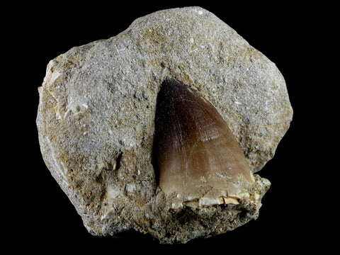 XL 2" Mosasaur Prognathodon Fossil Tooth In Matrix Cretaceous Dinosaur Era COA - Fossil Age Minerals